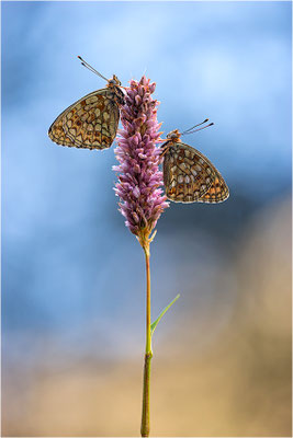 Stiefmütterchen-Perlmutterfalter (Argynnis niobe), Italien, Region Aostatal, 2000m