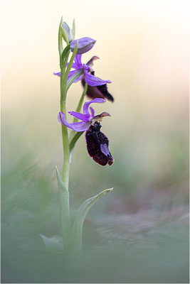 Ophrys aurelia, Var