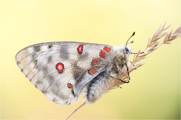 Roter Apollo (Parnassius apollo caloriferus), Schweiz, Kanton Wallis