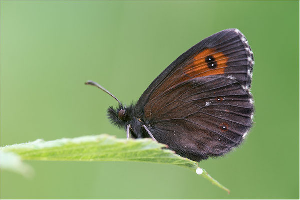 Weißbindiger Bergwald-Mohrenfalter (Erebia euryale), Weibchen, Italien, Region Aostatal, 1700m