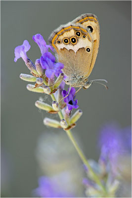 Coenonympha dorus, Frankreich, Dep. Alpes-de-Haute-Provence