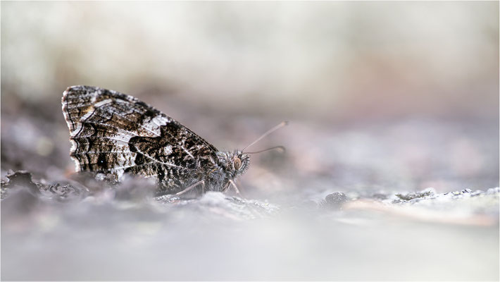 Rostbinde (Hipparchia semele, Aland, Finnland