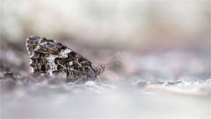 Rostbinde (Hipparchia semele), Aland, Finnland