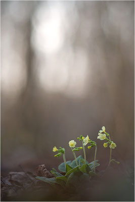 Hohe Schlüsselblume (Primula elatior), Deutschland, Baden-Württemberg