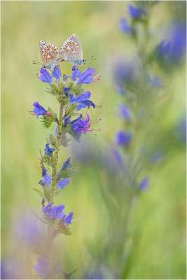 Himmelblauer Bläuling (Polyommatus bellargus), Paarung, Deutschland, Baden-Württemberg