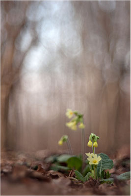 Hohe Schlüsselblume (Primula elatior), Deutschland, Baden-Württemberg