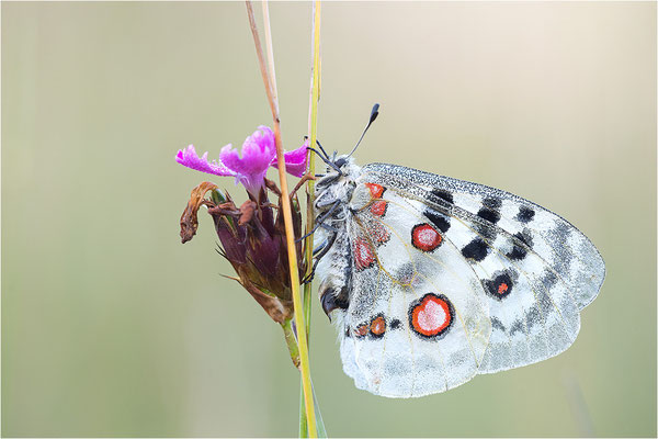 Roter Apollo (Parnassius apollo lithographicus), Deutschland, Oberbayern