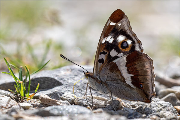 Großer Schillerfalter (Apatura iris), Männchen, Italien, Sondrio