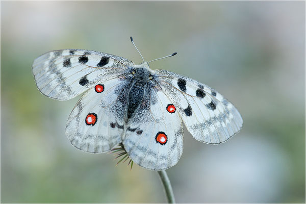 Roter Apollo (Parnassius apollo antijesuitus), Spanien, Provinz Lleida