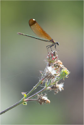 Bronzene Prachtlibelle (Calopteryx haemorrhoidalis), Weibchen, Dep. Drôme, Frankreich