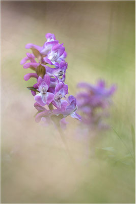 Hohler Lerchensporn (Corydalis cava), Deutschland, Baden-Württemberg