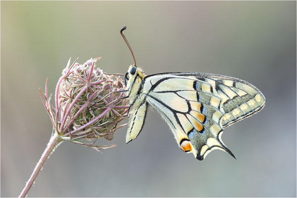 Schwalbenschwanz (Papilio machaon), Frankreich, Dep. Ardéche