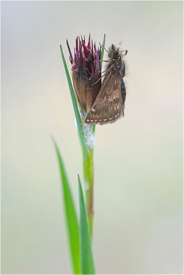 Dunkler Dickopffalter (Erynnis tages), Deutschland, Baden-Württemberg