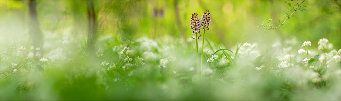 Purpur-Knabenkraut (Orchis purpurea), Deutschland, Baden-Württemberg