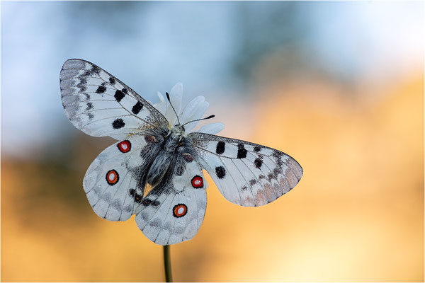Roter Apollo (Parnassius apollo vercoricus), Frankreich, Dep. Isere