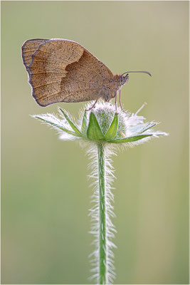 Großes Ochsenauge (Maniola jurtina), Deutschland, Baden-Württemberg