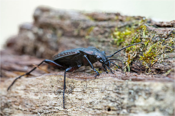 Körniger Laufkäfer (Carabus granulatus), Deutschland, Baden-Württemberg