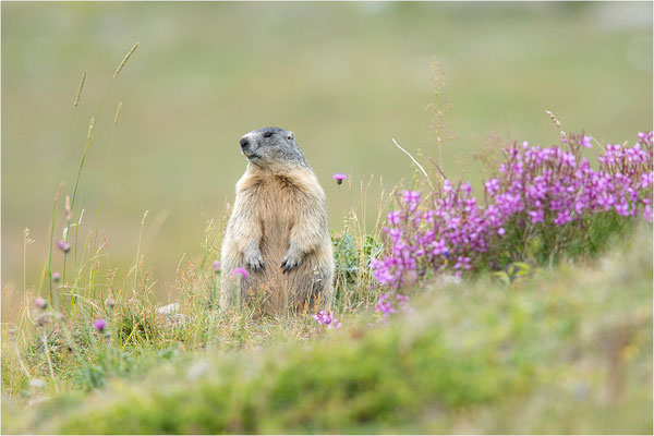 Alpenmurmeltier (Marmota marmota), Frankreich, Dep. Savoie