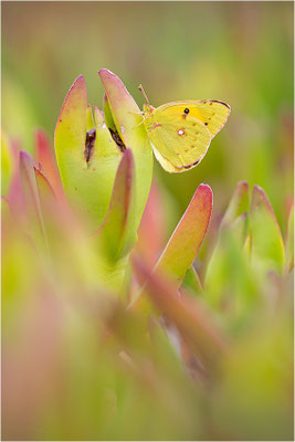 Postillon (Colias crocea), Frankreich, Korsika