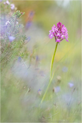 Pyramiden-Hundswurz (Anacamptis pyramidalis), Dep. Drôme, Frankreich