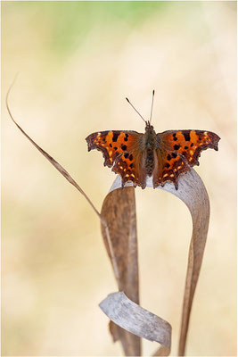 C-Falter (Polygonia c-album), Deutschland, Baden-Württemberg