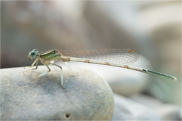 Weiße Federlibelle (Platycnemis latipes), Dep. Drôme, Frankreich