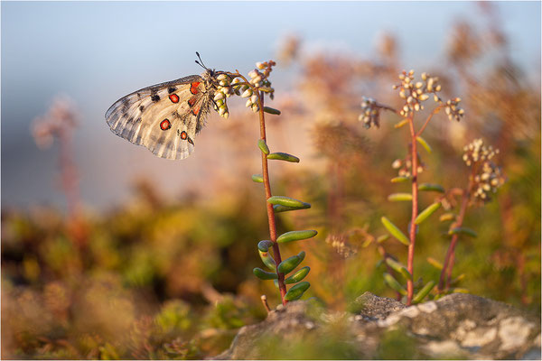 Roter Apollo (Parnassius apollo thiemo), Deutschland, Baden-Württemberg
