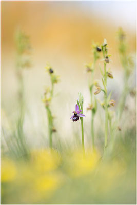 Drôme-Ragwurz (Ophrys drumana), Frankreich, Dep. Drôme
