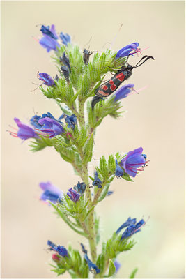 Esparsetten-Widderchen (Zygaena carniolica), Deutschland, Hessen