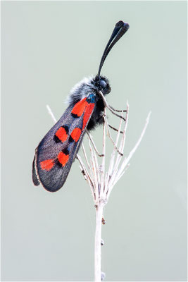 Zygaena rhadamanthus, Frankreich, Ardèche