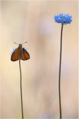 Schwarzkolbiger Braun-Dickkopffalter (Thymelicus lineola), Frankreich, Ardèche