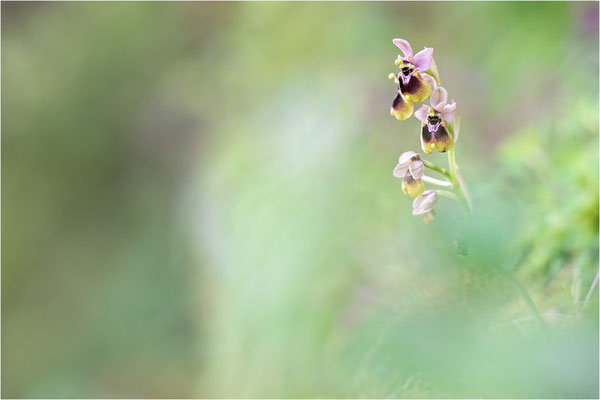 Norman´s Ragwurz (Ophrys normanii)