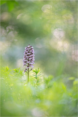 Purpur-Knabenkraut (Orchis purpurea), Deutschland, Baden-Württemberg