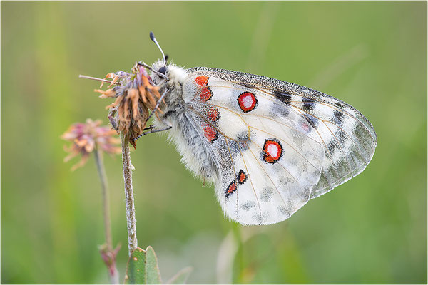 Roter Apollo (Parnassius apollo nivatus), Frankreich, Jura