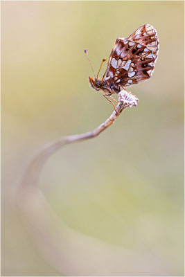 Magerrasen-Perlmuttfalter (Boloria dia), Frankreich, Isere