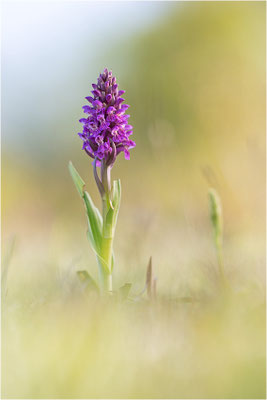 Fleischfarbene Fingerwurz (Dactylorhiza incarnata), Schweden, Gotland