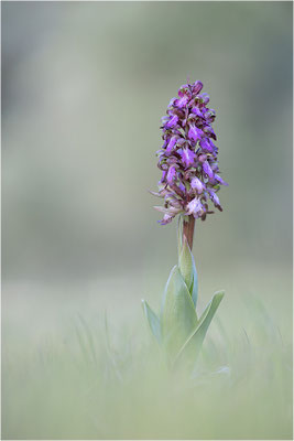 Riesen-Knabenkraut (Himantoglossum robertianum), Provence, Frankreich