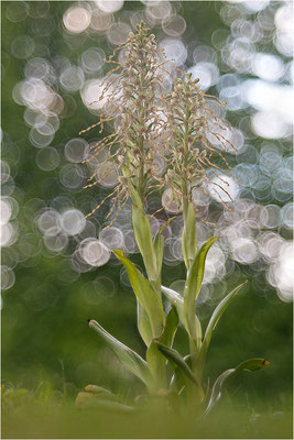 Bocks-Riemenzunge (Himantoglossum hircinum), Deutschland, Baden-Württemberg