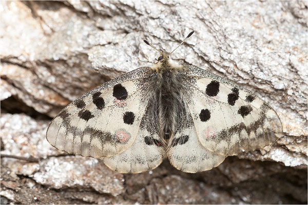 Roter Apollo (Parnassius apollo caloriferus), Schweiz, Kanton Wallis