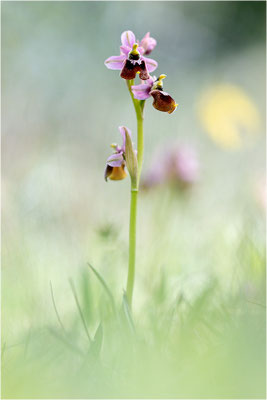 Ophrys ×laconensis - Ophrys morisii x Ophrys neglecta