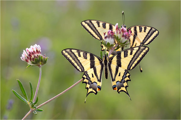 Südlicher Schwalbenschwanz (Papilio alexanor destelensis), Männchen, Frankreich, Var