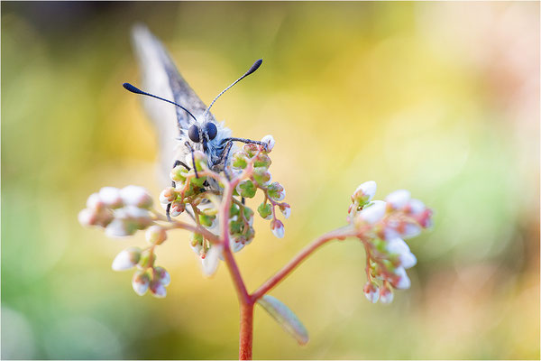 Roter Apollo (Parnassius apollo thiemo), Deutschland, Baden-Württemberg