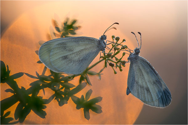 Tintenfleck-Weißling (Leptidea sinapis bzw. juvernica), Deutschland, Baden-Württemberg