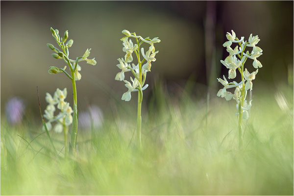 Provence-Knabenkraut (Orchis provincialis), Frankreich, Isere