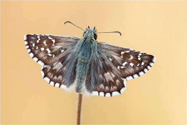 Ockerfarbiger Würfelfalter (Pyrgus carlinae), Dep. Drôme, Frankreich