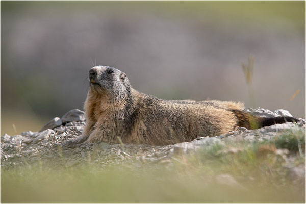 Alpenmurmeltier (Marmota marmota), Frankreich, Dep. Savoie
