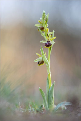 Ophrys passionis, Bouches-du-Rhône