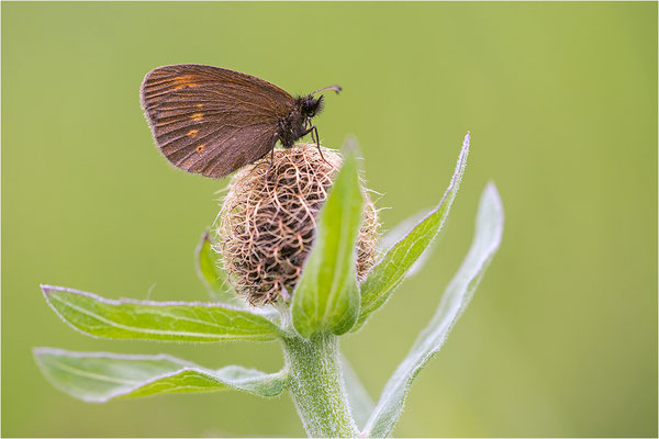 Kleiner Mohrenfalter (Erebia melampus), Italien, Region Aostatal, 2200m