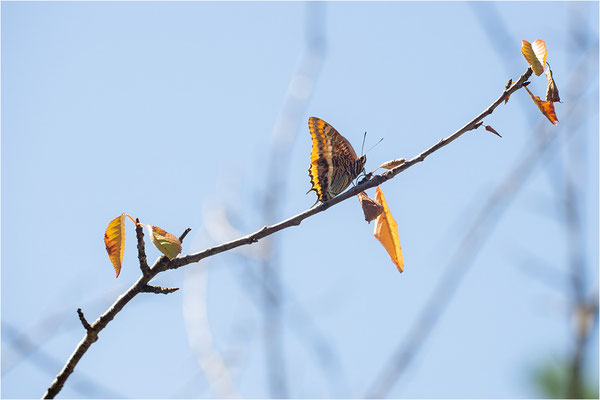 Erdbeerbaumfalter (Charaxes jasius), Frankreich, Ardèche