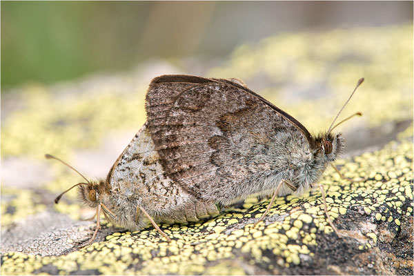 Schillernder Mohrenfalter (Erebia cassioides), Italien, Region Aostatal, 1800m
